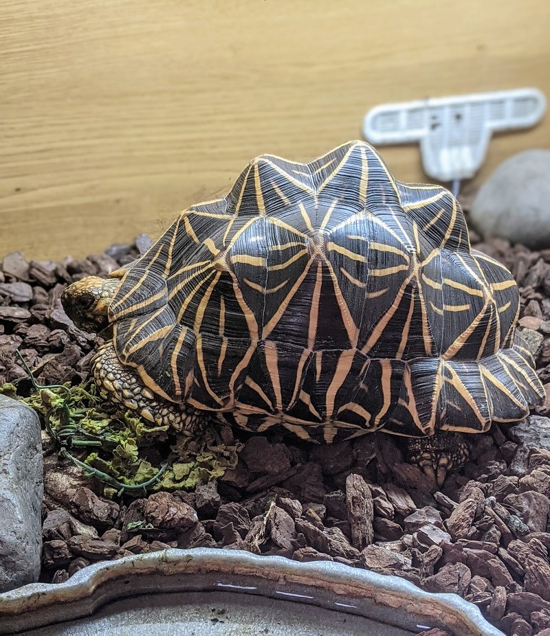 Our indian star tortoise