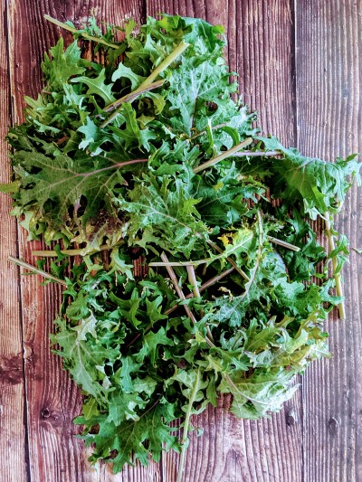 Freshly cut kale from the garden.