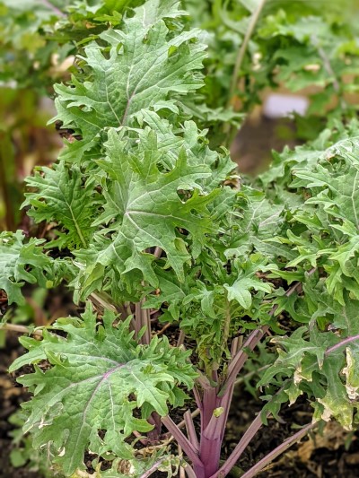 Kale growing in wooden planter.